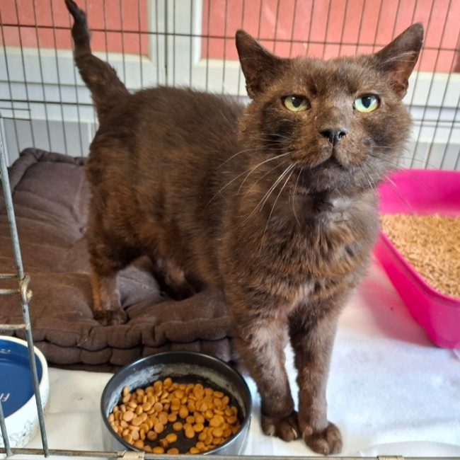 Kawa - Chat Européen à adopter