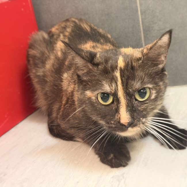 Billie - Chat Européen à adopter