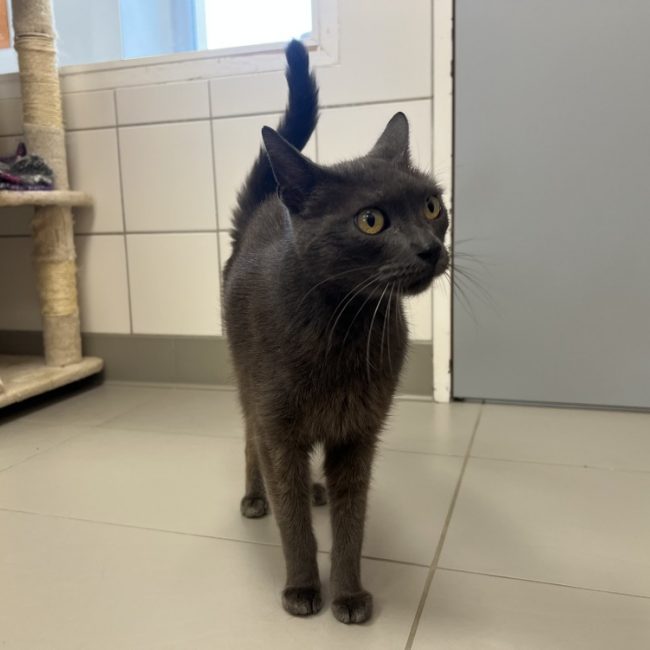 Gribouille - Chat Européen à adopter