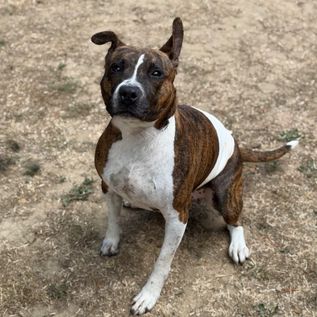 Vénus - Chien à adopter