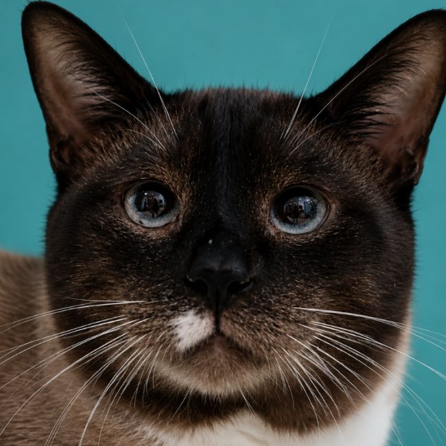 Polux - Chat Européen à adopter