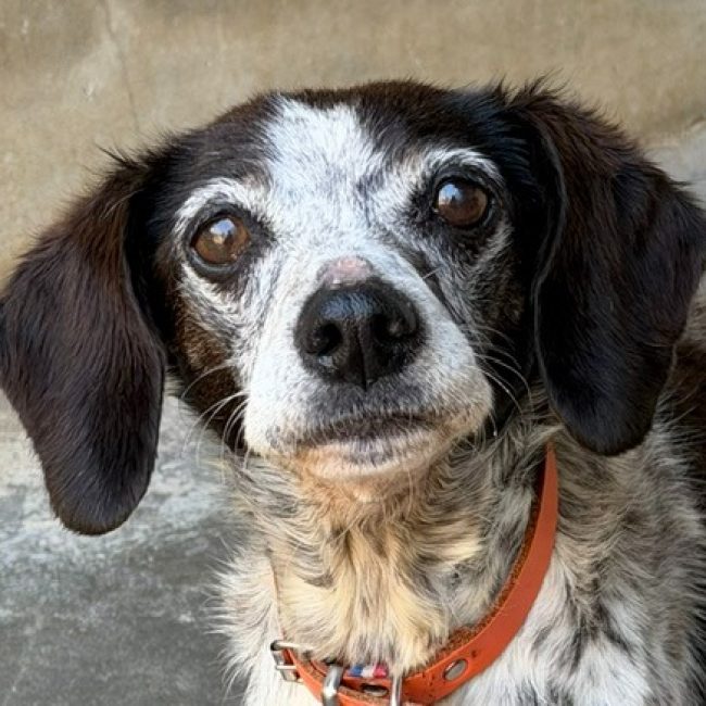 Jess - Chien à adopter