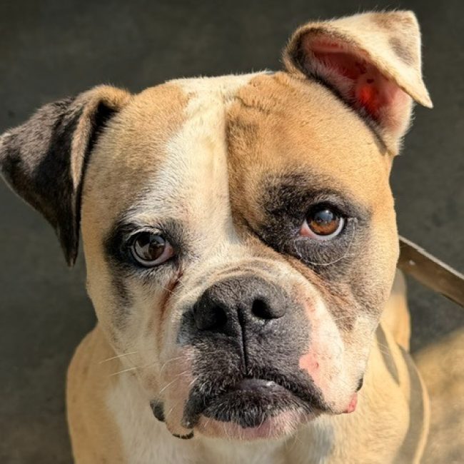 Samba - Chien Bouledogue Américain à adopter