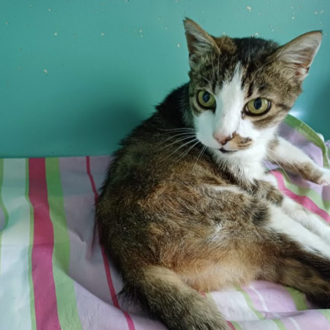 Minouche - Chat Européen à adopter