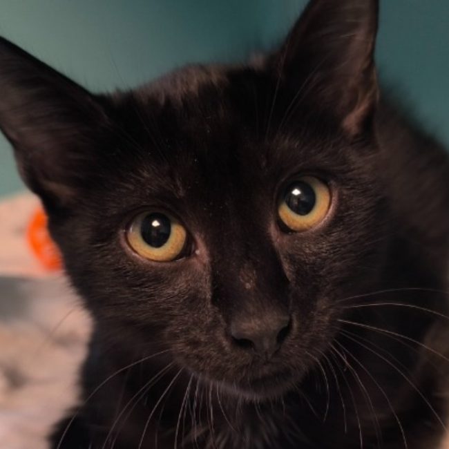 Hawai - Chat Européen à adopter