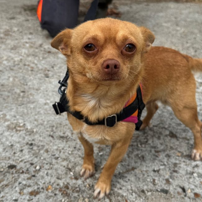 Gus - Chien Chihuahua à adopter