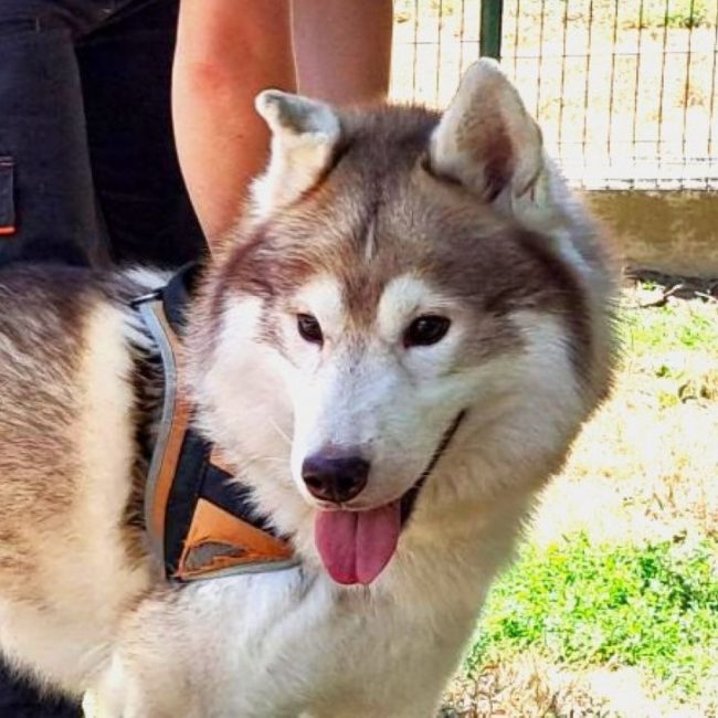 Oulak - Chien Husky Sibérien à adopter