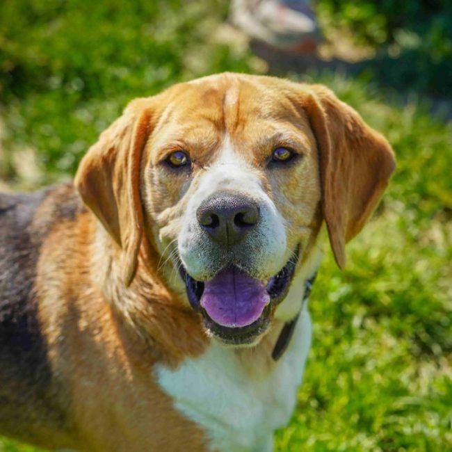 Paco - Chien Beagle à adopter