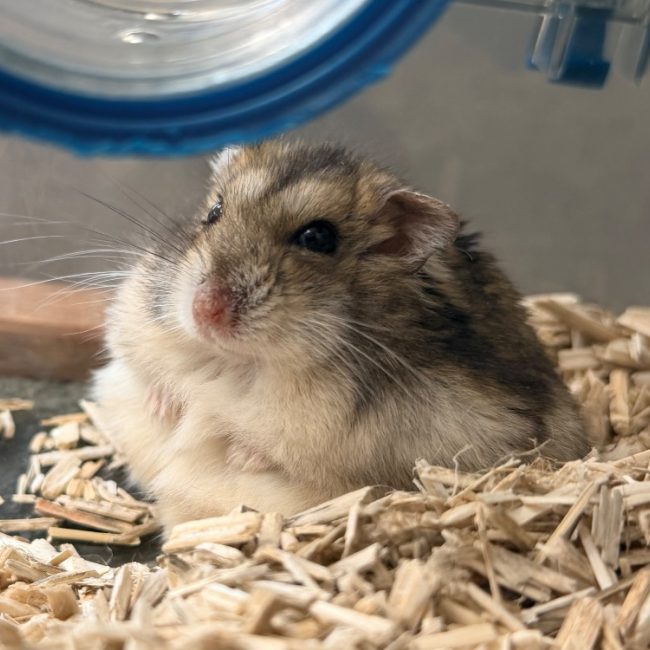 Brandon - Rongeur Hamster à adopter