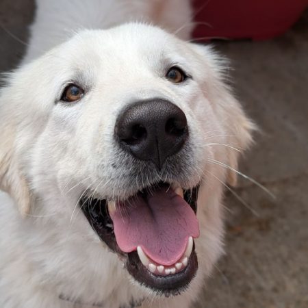 Pacha - Chien Chien de montagne des Pyrénées à adopter