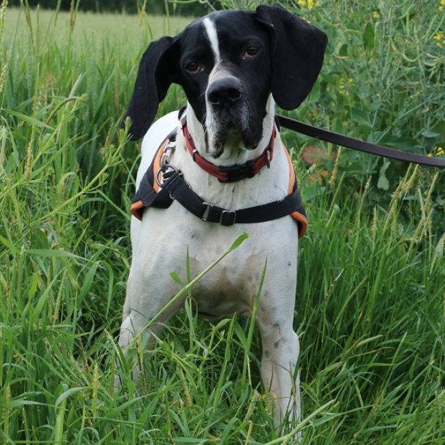 Texas - Chien Pointer Anglais à adopter