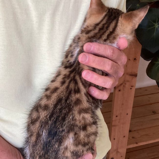 Pierrot, le petit "lynx" - Chat Européen à adopter