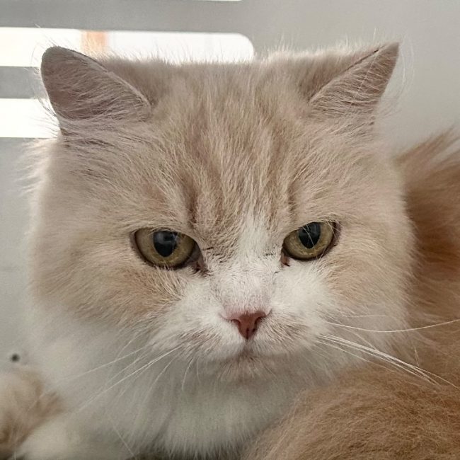 Capucine - Chat Persan à adopter