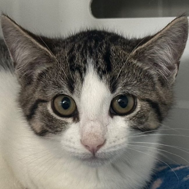 Hectora - Chat Européen à adopter