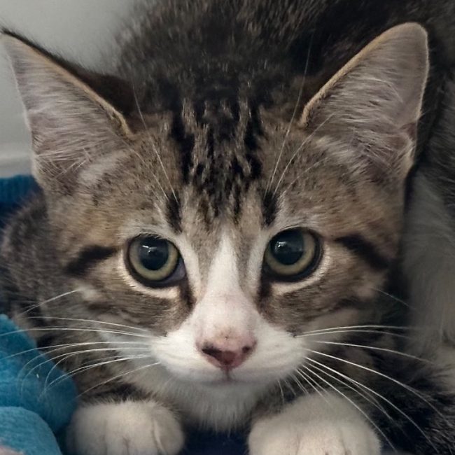 Oliver - Chat à adopter