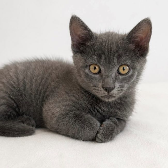 Tobbie - Chat Européen à adopter