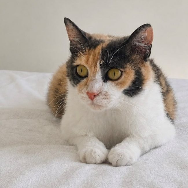 Bella - Chat Européen à adopter