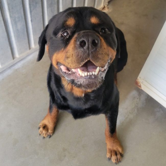 Kaido - Chien Rottweiler à adopter