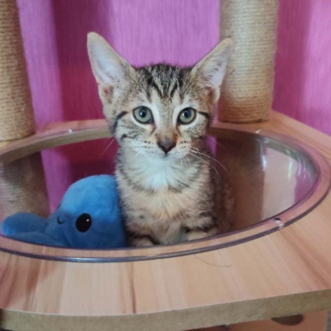 Suki - Chat Européen à adopter