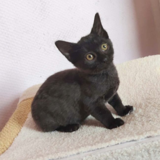 Hope - Chat Européen à adopter