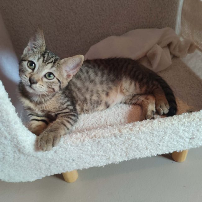 Tara - Chat Européen à adopter
