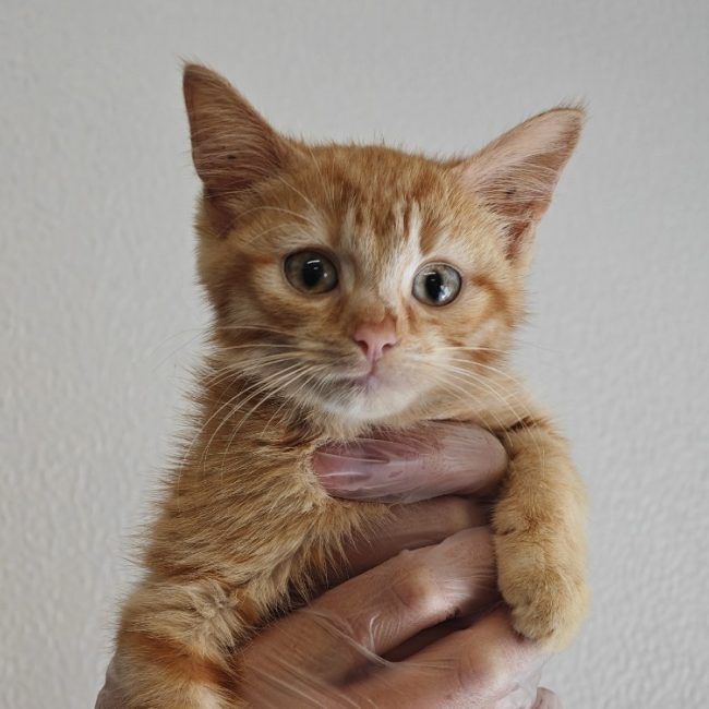 Flamme - Chat Européen à adopter