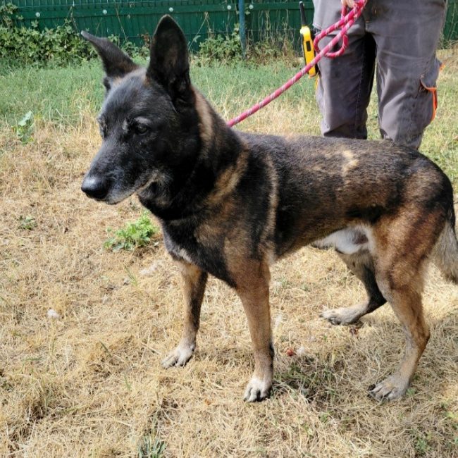 Lipso - Chien Berger Belge Malinois à adopter