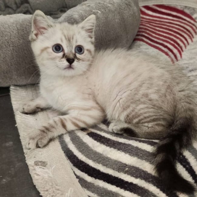Bellatrix - Chat Européen à adopter