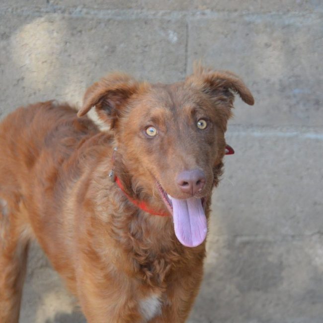 Isis - Chien à adopter