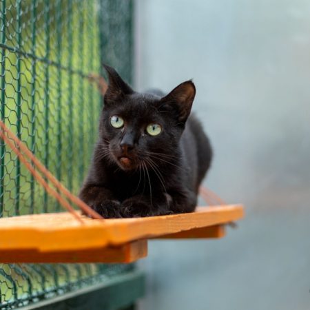 Anguille - Chat Européen à adopter