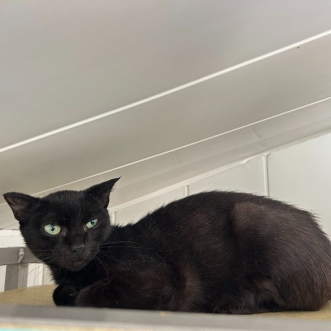 Anguille - Chat Européen à adopter