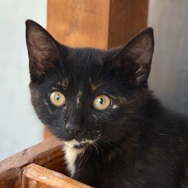 Bidouchka - Chat Européen à adopter