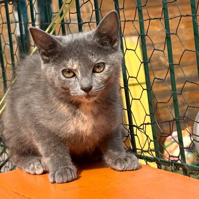 Bidule - Chat Européen à adopter