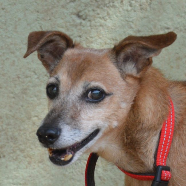Caramel - Chien à adopter