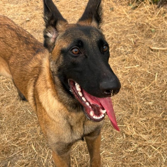 Bosko - Chien Berger Belge Malinois à adopter
