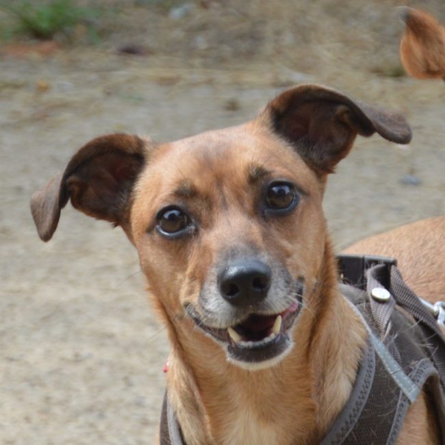 Vanille - Chien à adopter