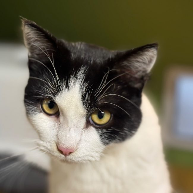 Rafal - Chat Européen à adopter