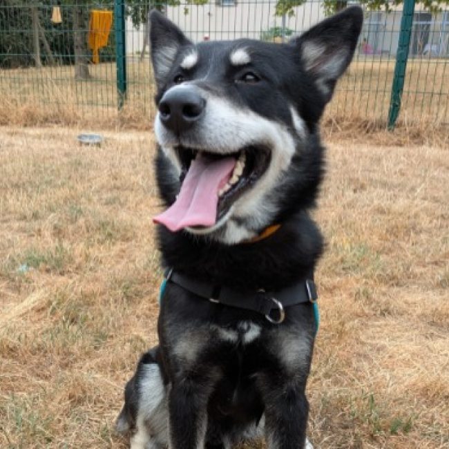 Norton - Chien à adopter