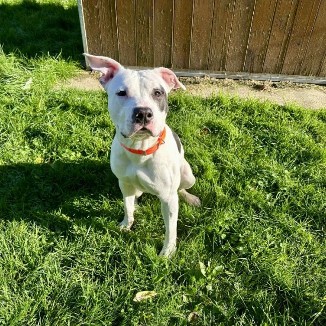 Domino - Chien à adopter