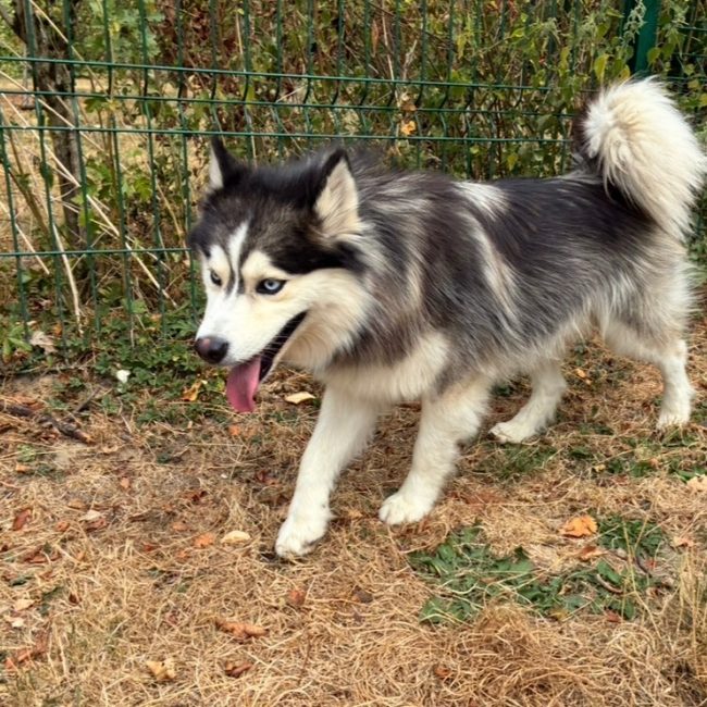 Azzuro - Chien à adopter