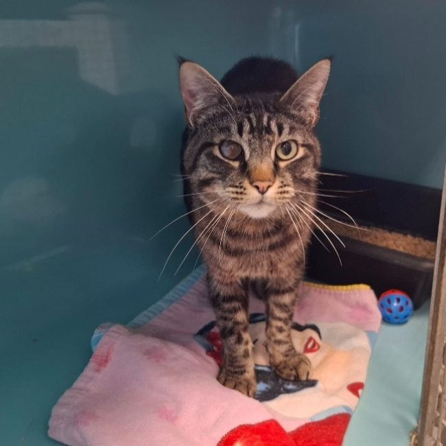 Gertrude - Chat Européen à adopter