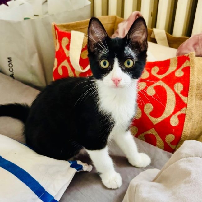 Mitsuri - Chat Européen à adopter