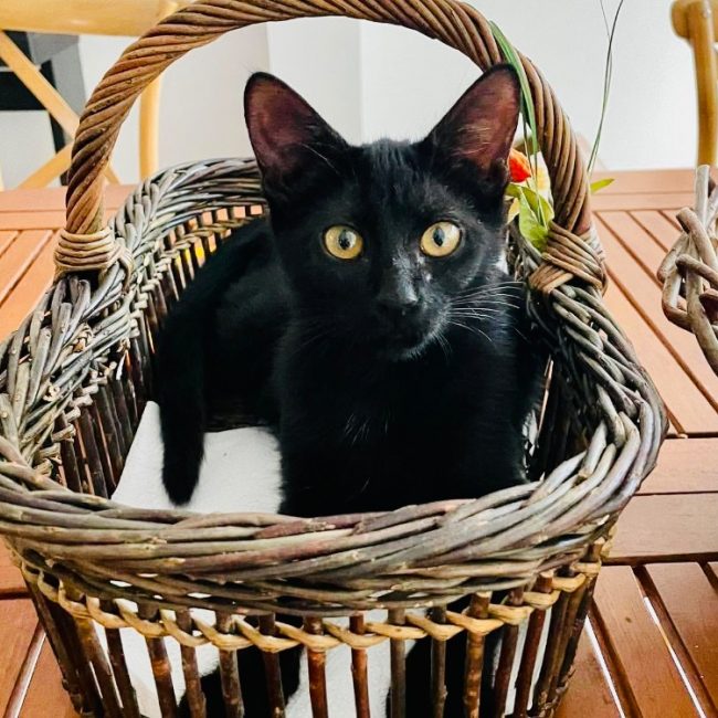 Isis - Chat Européen à adopter