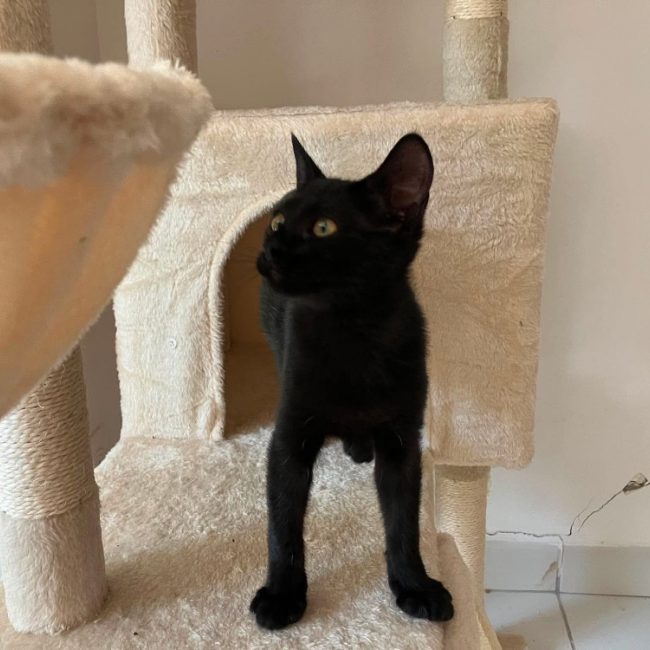 Cleo - Chat Européen à adopter