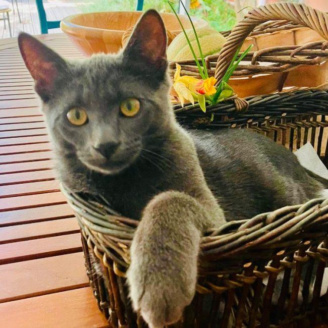 Mistigri - Chat Européen à adopter