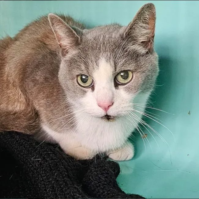 Brett - Chat Européen à adopter