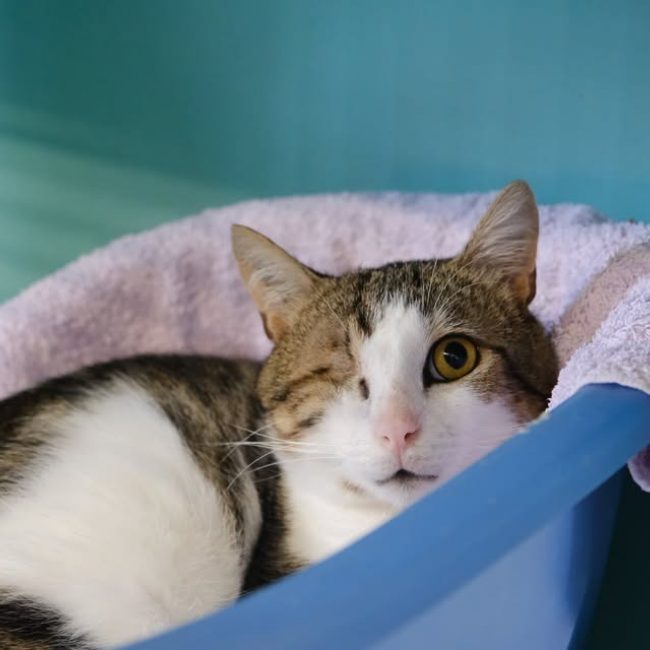Oswald - Chat Européen à adopter