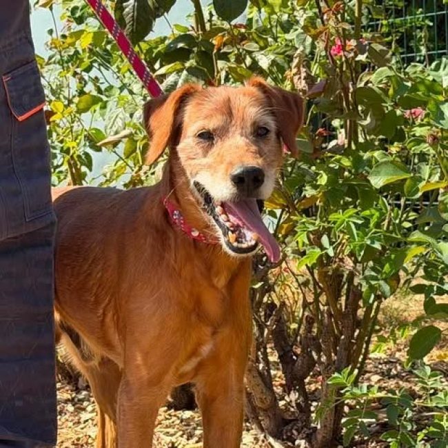 Loky - Chien à adopter