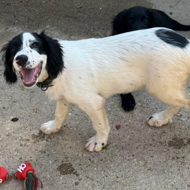 Storm - Chien Border Collie à adopter