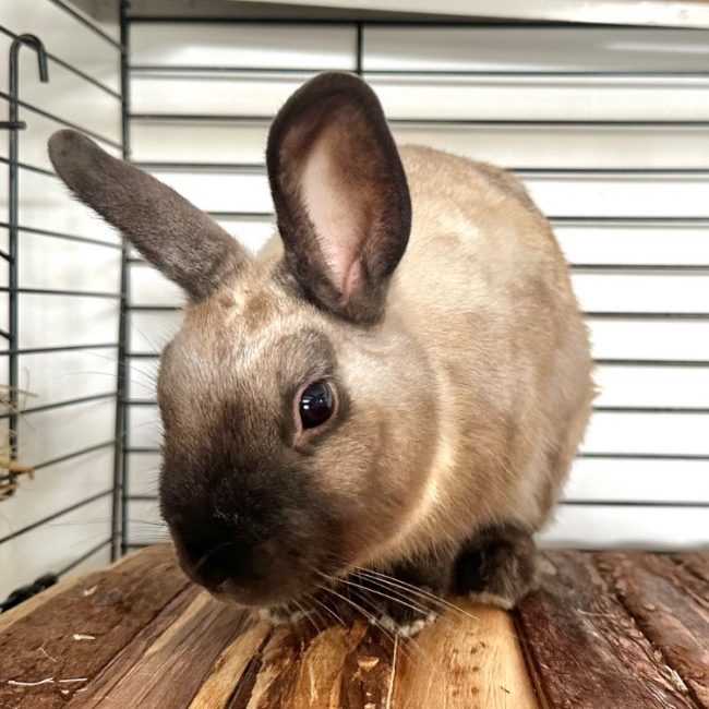 Schtroumpfs - Rongeur Lapin à adopter